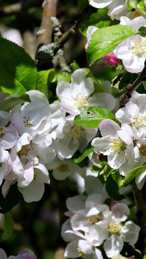 Apple tree branch blossoming in spring Stock Footage 345960060