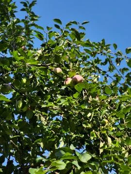 Apple tree branch with blush apples under blue sky Stock Photos