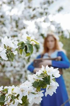 Apple tree branch. The branch is covered with white flowers. Stock Photos