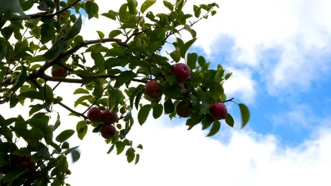 Apple Tree Branch Close Up Stock Footage