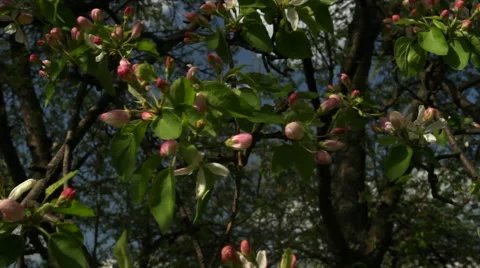 Apple tree branch close up with pink blossom, slack waving on spring wind. Stock Footage 49491173