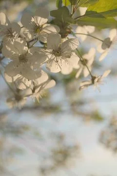 Apple tree branch with delicate white blossoms against blue spring sky in m.. Stock Photos