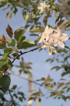 Apple tree branch with delicate white blossoms against blue spring sky in m.. Stock Photos