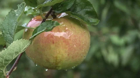 Apple on tree branch, dripping rain Stock Footage 924799