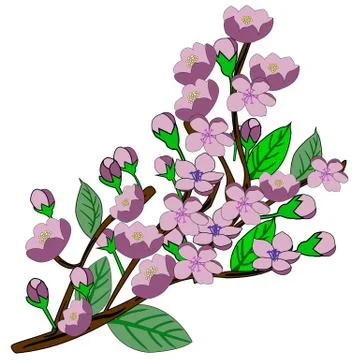 Apple tree branch during flowering on a white background Stock Illustration