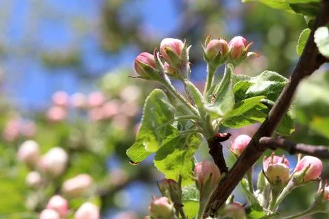 Apple tree branch in early spring. Bud on an apple tree. Selective focus Stock Photos
