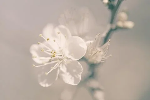 Apple tree branch with a flower. Stock Photos