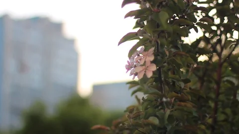 Apple tree branch with flowers and blossoms Видео 130022065