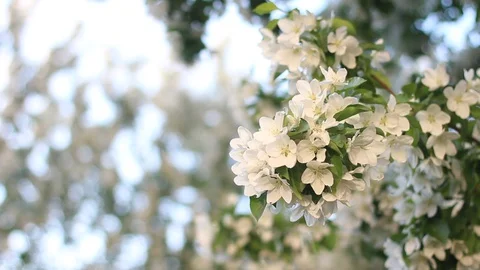 Apple tree branch with flowers and blossoms Stock Footage 130022077