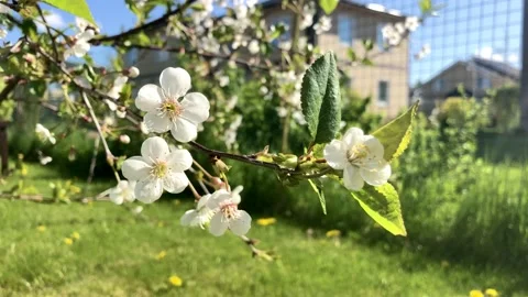 Apple tree branch with flowers. Video stock 132647986