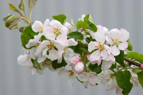 Apple tree branch with flowers. Stock Photos