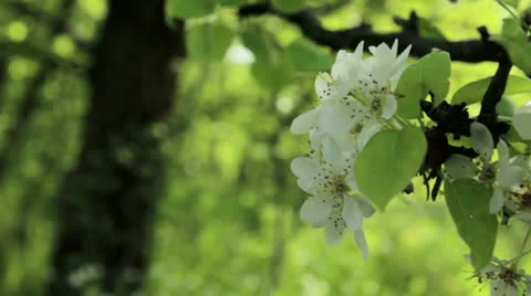 Apple tree branch Stock Footage 24739771