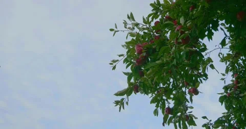 Apple tree branch Stock Footage 218045016