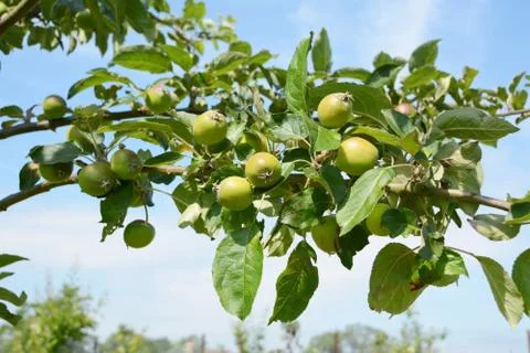 Apple tree branch with fruit Stock Photos