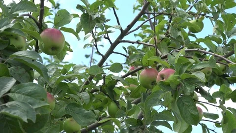 Apple tree branch fruit swing on wind in blue sky background. 4K Stock Footage 76699081