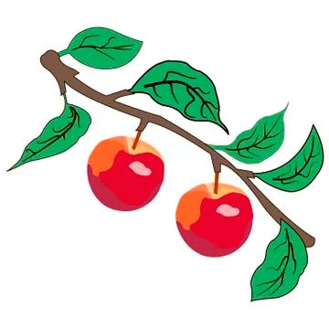 Apple tree branch with fruits Stock Illustration