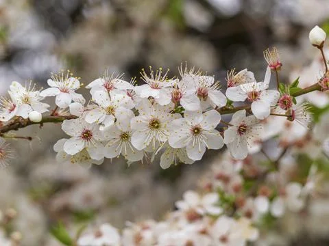 Apple tree branch in full bloom. Spring season Stock Photos