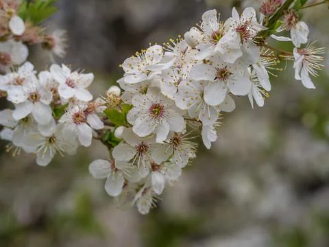 Apple tree branch in full bloom. Spring season. Concept My garden Foto stock