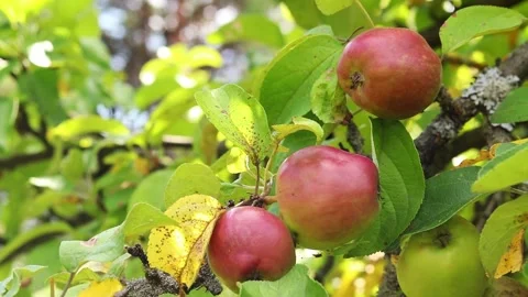 Apple tree branch full of ripe red apples and green leaves Stock Footage 344799761