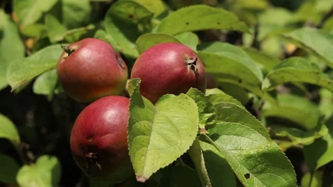 Apple tree branch full of ripe red apples and green leaves Stock Footage 344799773