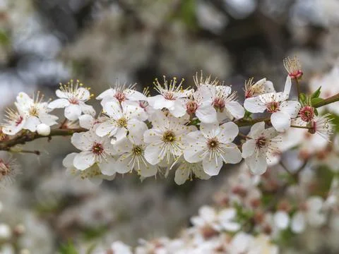 Apple tree branch in full white bloom. Spring season Stock Photos