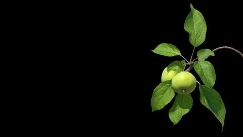 Apple tree branch with green apples and leaves on isolated dark screen Vidéo 93497271