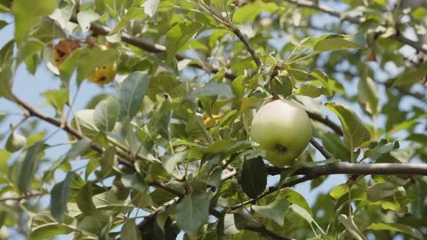 Apple tree branch with green apples on a blue sky Stock Footage 201844108