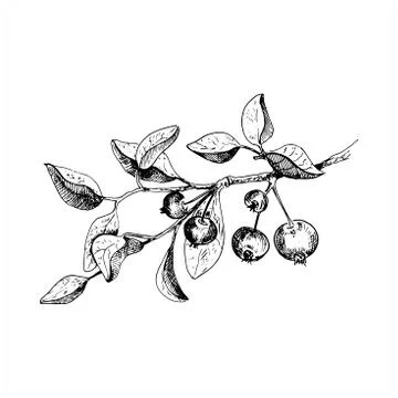 Apple tree branch. Hand drawn sketch style illustration. Isolate Stock Illustration