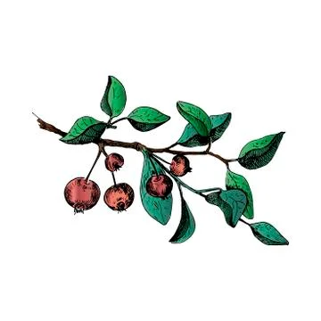 Apple tree branch. Hand drawn colored sketch style vector illustration. Isola Stock Illustration