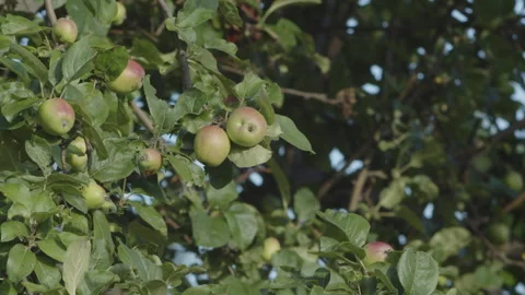 Apple tree branch in the orchard 4K video Video stock 248328738