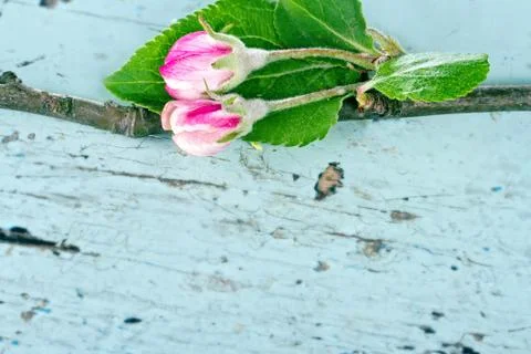 Apple tree branch Stock-Fotos