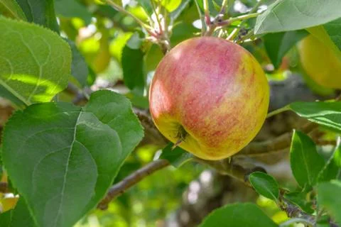 Apple on a tree branch Stock Photos