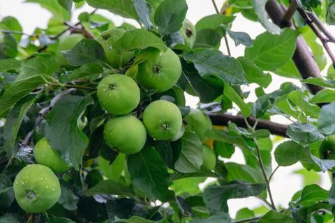Apple tree branch Stock Photos
