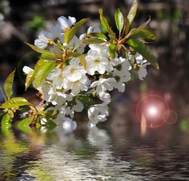 Apple tree branch Stock Photos
