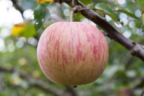 An apple on a tree branch Stock Photos