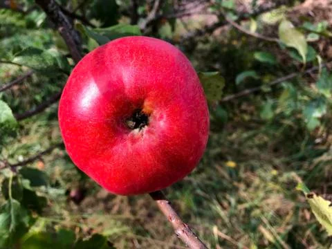 An apple on a tree branch. Stock Photos