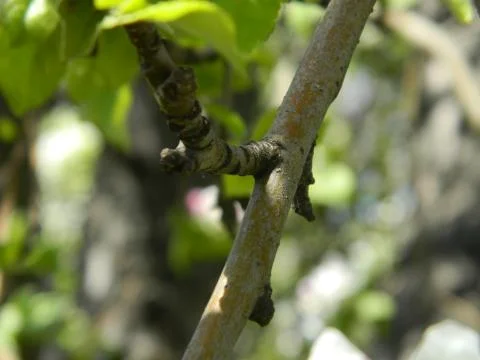 Apple tree branch Stock Photos
