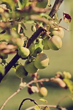 Apple tree branch Stock Photos