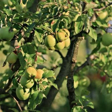 Apple tree branch Stock Photos