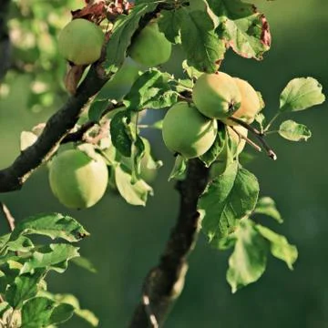 Apple tree branch Stock Photos