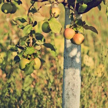 Apple tree branch Stock Photos