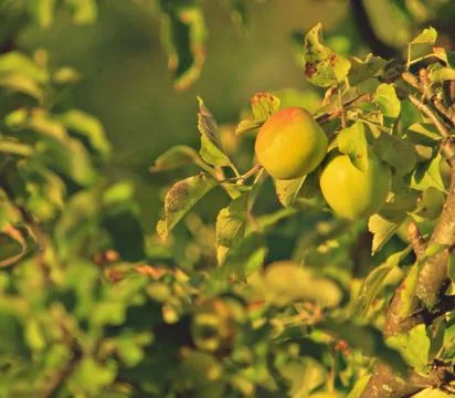 Apple tree branch Stock Photos