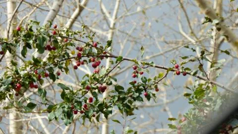 Apple tree branch Foto stock