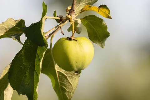 Apple on a tree branch Stock Photos