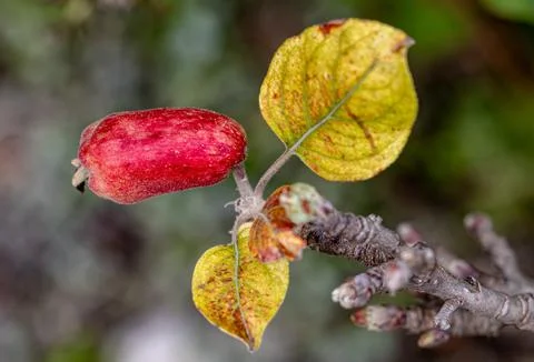 An apple on the tree branch Stock Photos