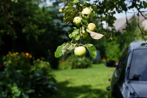 Apple tree branch 写真素材