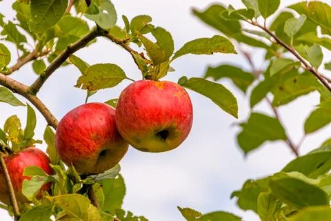 Apple tree branch 스톡 사진