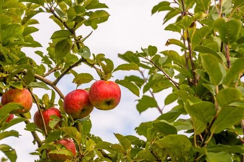 Apple tree branch 스톡 사진