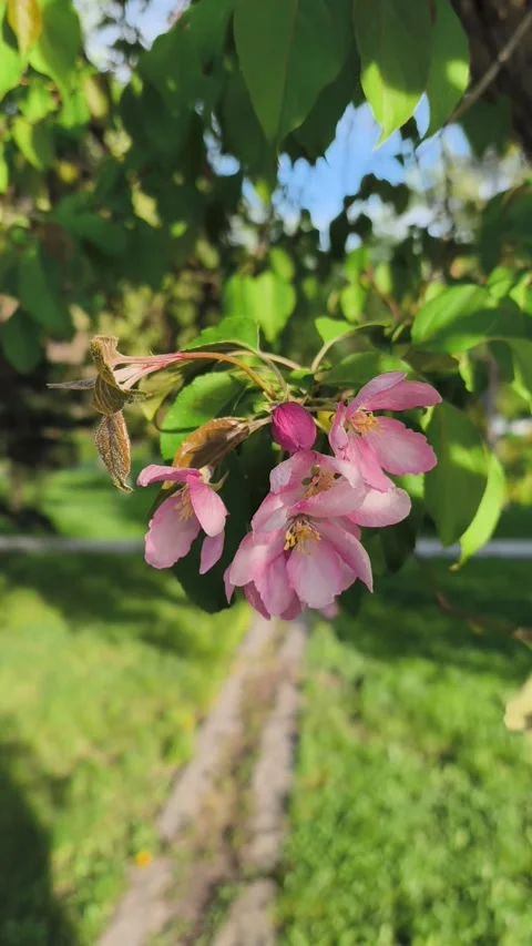 Apple tree branch with pink buds and white flowers swaying in the spring wind Stock Footage 334537651