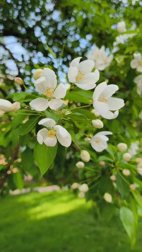 Apple tree branch with pink buds and white flowers swaying in the spring wind Stock Footage 334538266